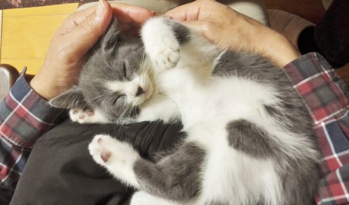 【忘れられないお客様エピソード】ハルは今、私の膝の上で寝ています・耳の聞こえない飼い主様から届いた、一通のメール